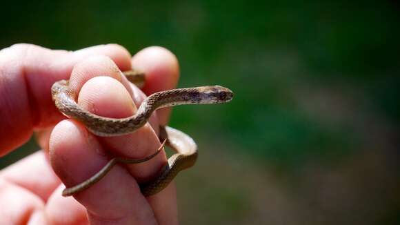 Image of Florida brown snake