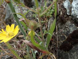 Image of hayfield tarweed