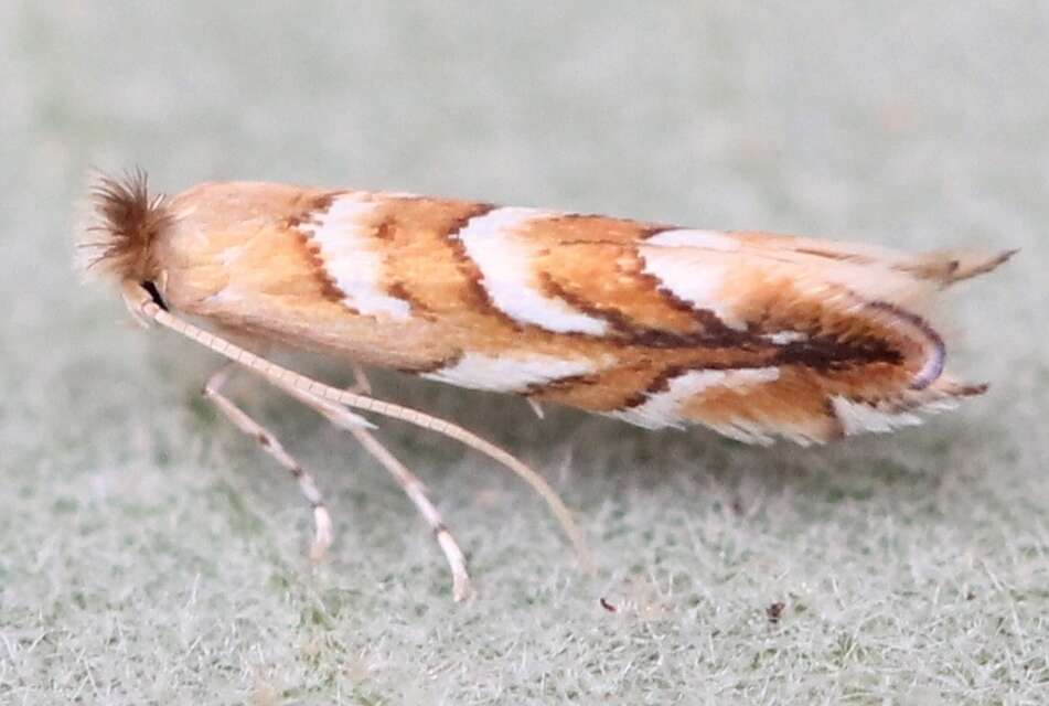 Image of Western Midget