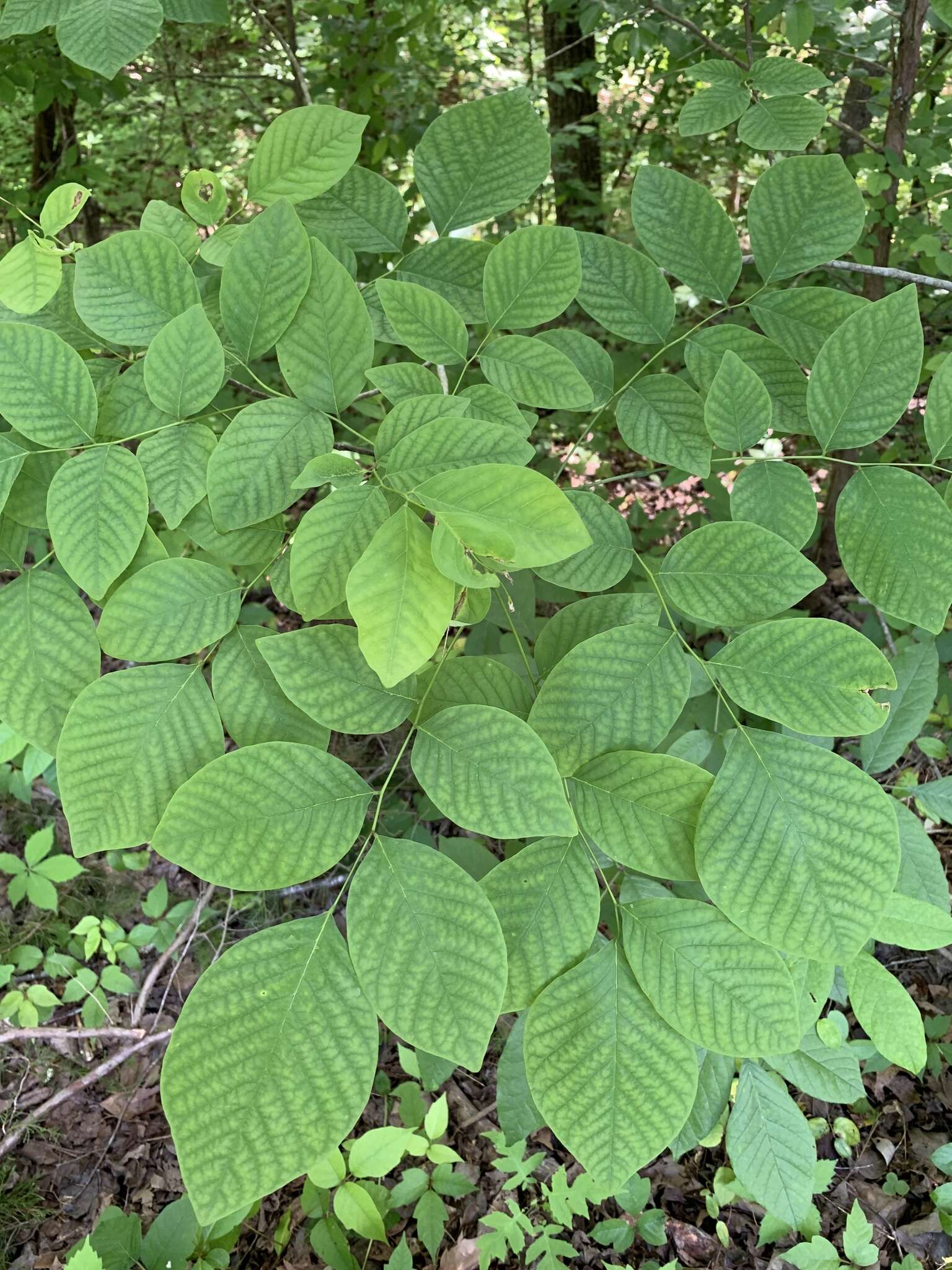 Image of yellowwood