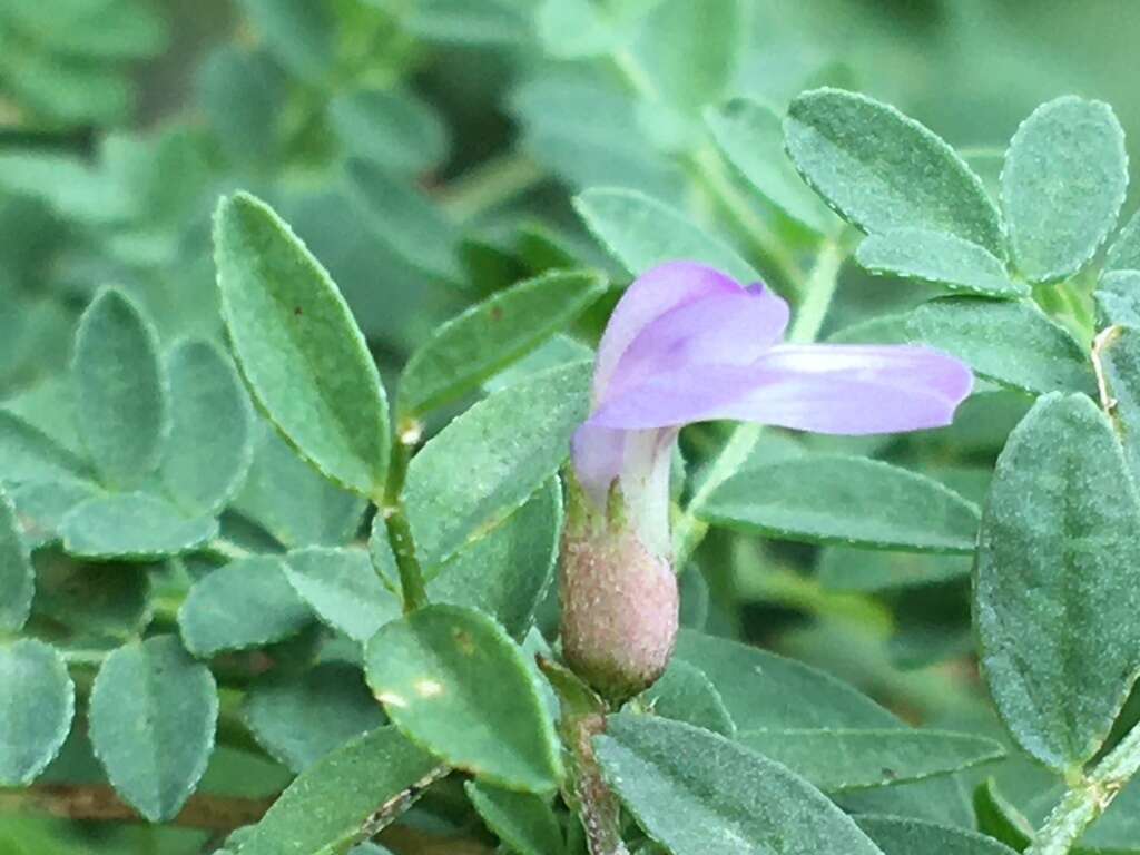 Astragalus bodinii Sheldon的圖片