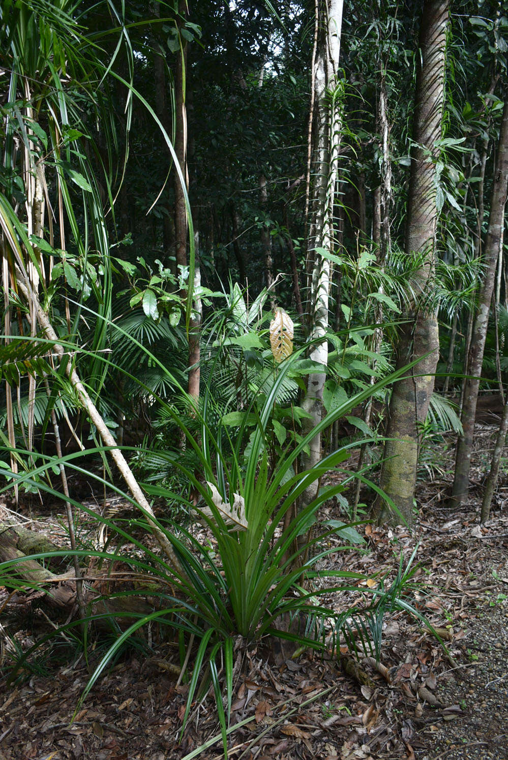 Image of Freycinetia excelsa F. Muell.