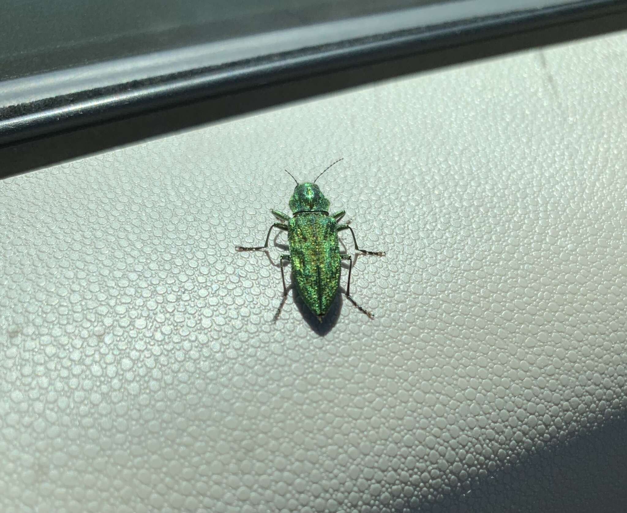 Image of Western Cedar Borer