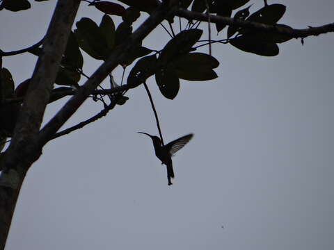 Image of Pale-tailed Barbthroat