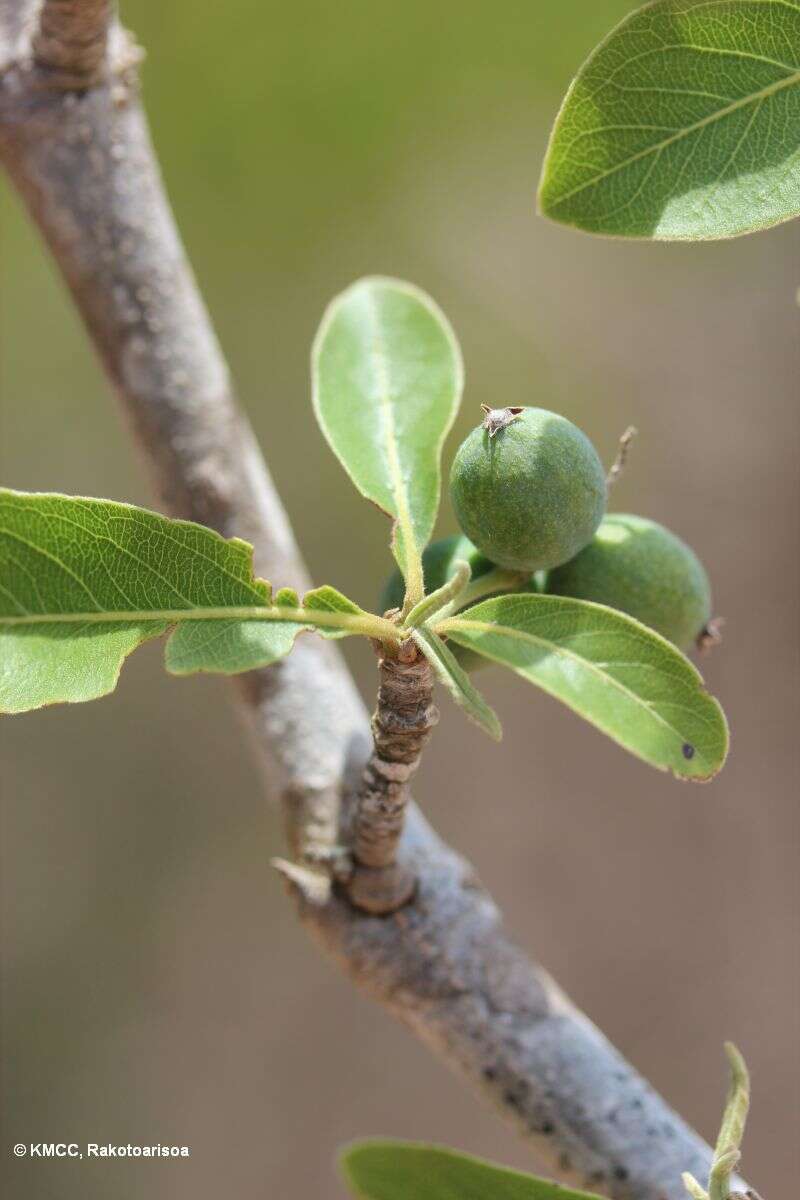 Image of Terminalia neotaliala Capuron