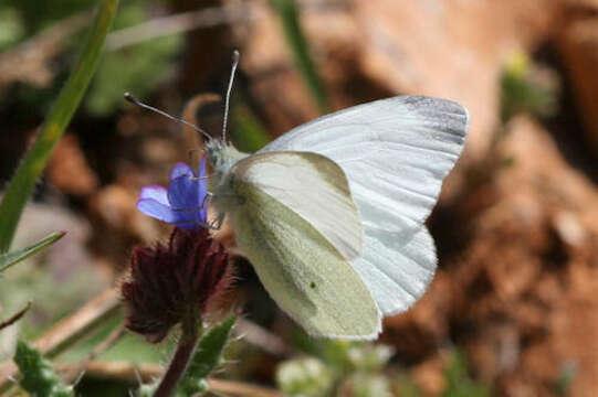 Imagem de Pieris ergane (Geyer 1828)