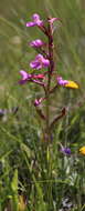 صورة Disa oreophila subsp. erecta H. P. Linder