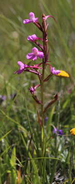 Image of Disa oreophila subsp. erecta H. P. Linder