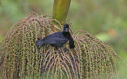 Image of umbrellabird