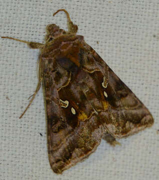 Imagem de Autographa pulchrina Haworth 1802