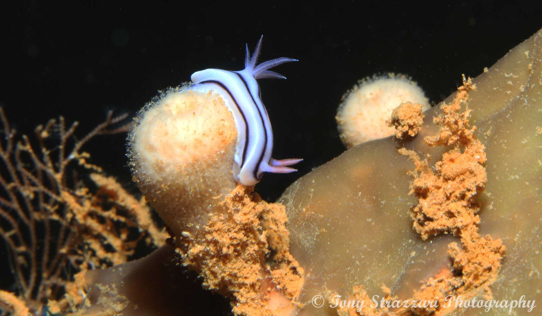 Image of Pale pink white black slug