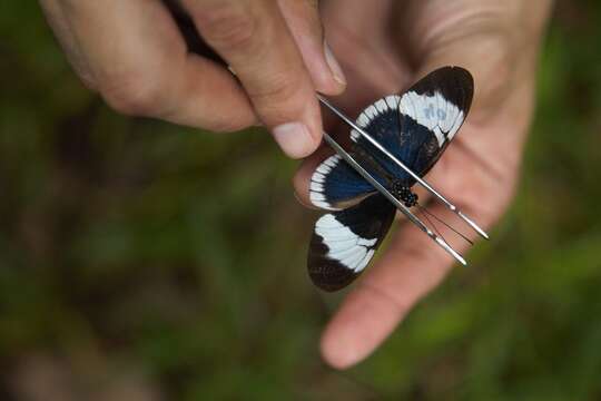 Image of Heliconius sapho Drury 1782