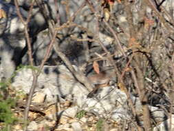 Image of Dartford warbler