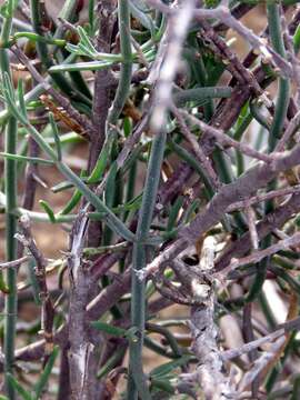 Image of Mesembryanthemum geniculiflorum L.