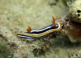 Sivun Chromodoris quadricolor (Rüppell & Leuckart 1830) kuva