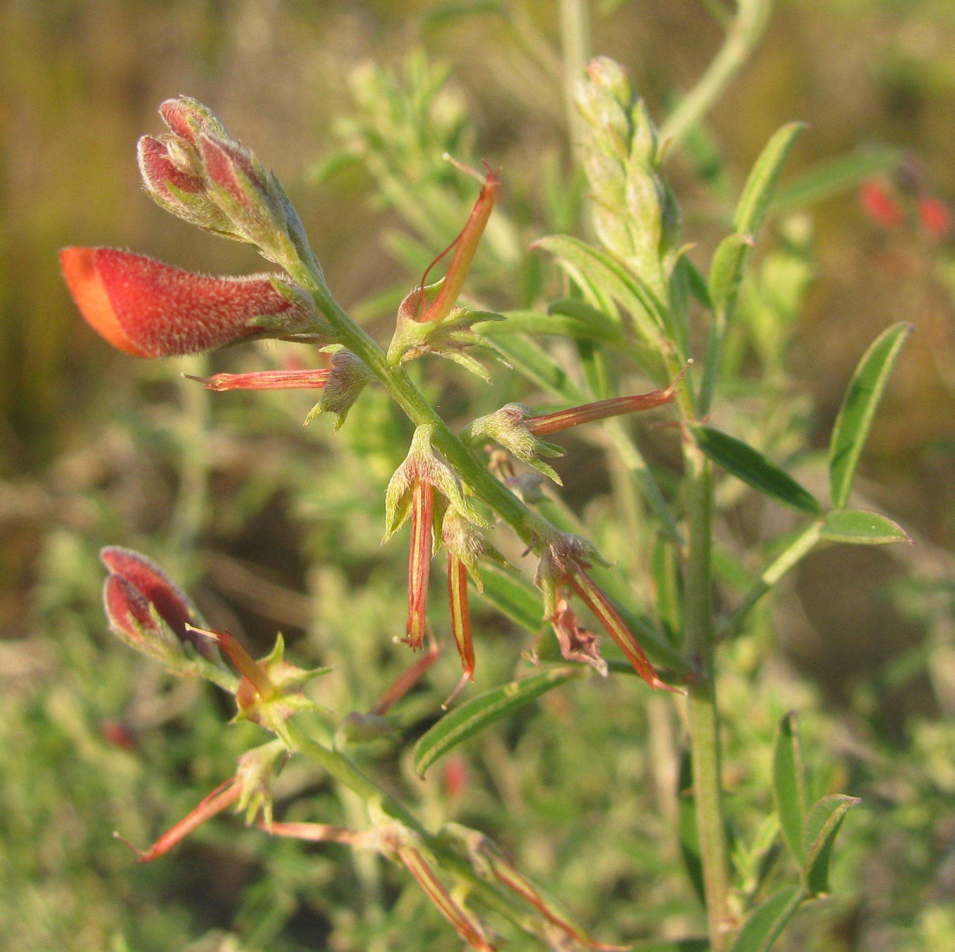 Слика од Indigofera candicans Aiton