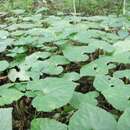 Image of Asarum caulescens Maxim.