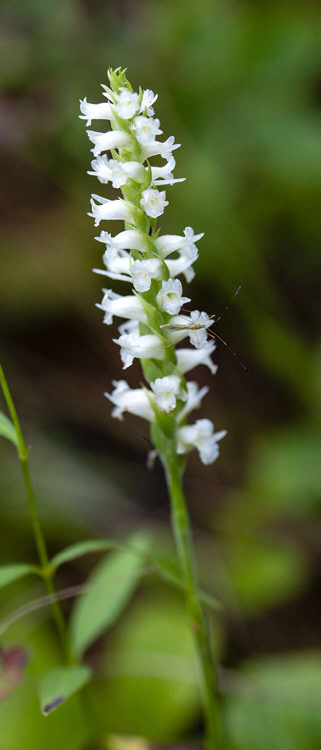 Image of Yellow nodding lady's tresses