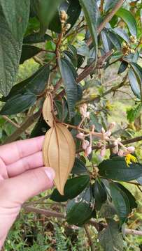 Miconia dodecandra (Desr.) Cogn.的圖片