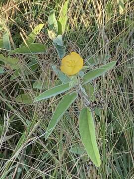 Image of Melhania acuminata Mast.