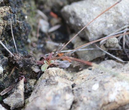 Image of Limoniopsis owerinii (Boiss.) Lincz.