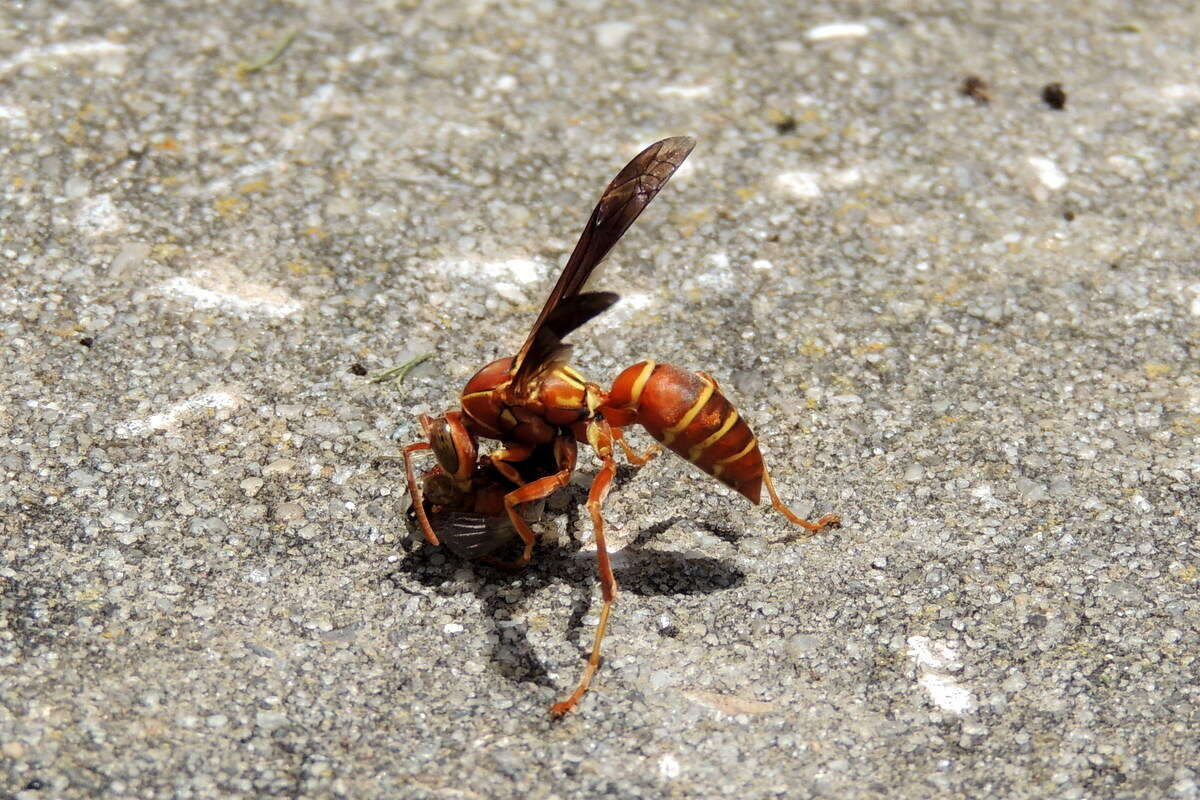 Image of Polistes bellicosus Cresson 1872