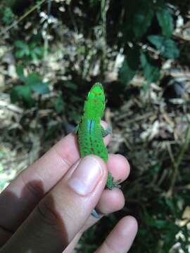 Image of Pasteur's Day Gecko