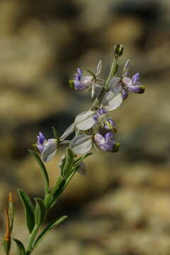 Image of blue milkwort