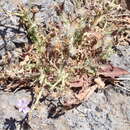 Image of Lactuca palmensis C. Bolle