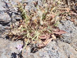 Image of Lactuca palmensis C. Bolle