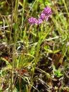 Image of blood milkwort