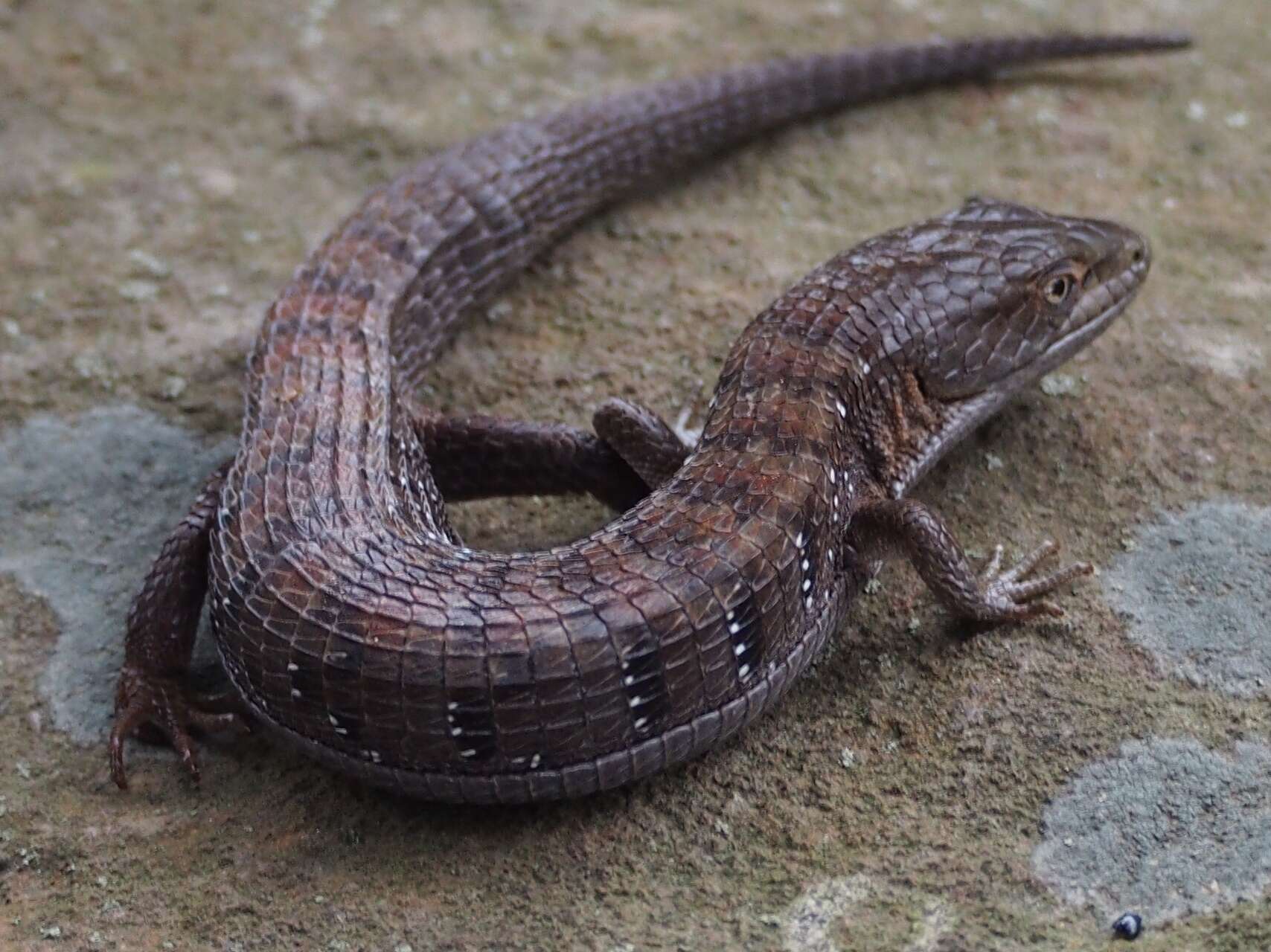 Image of Elgaria multicarinata multicarinata (Blainville 1835)