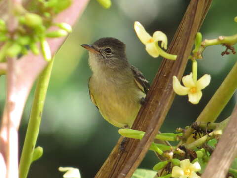 Image of Southern Beardless Tyrannulet