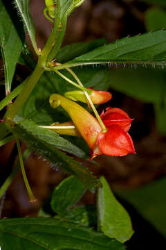 Image of Impatiens gomphophylla Baker