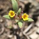 Image of slender monkeyflower