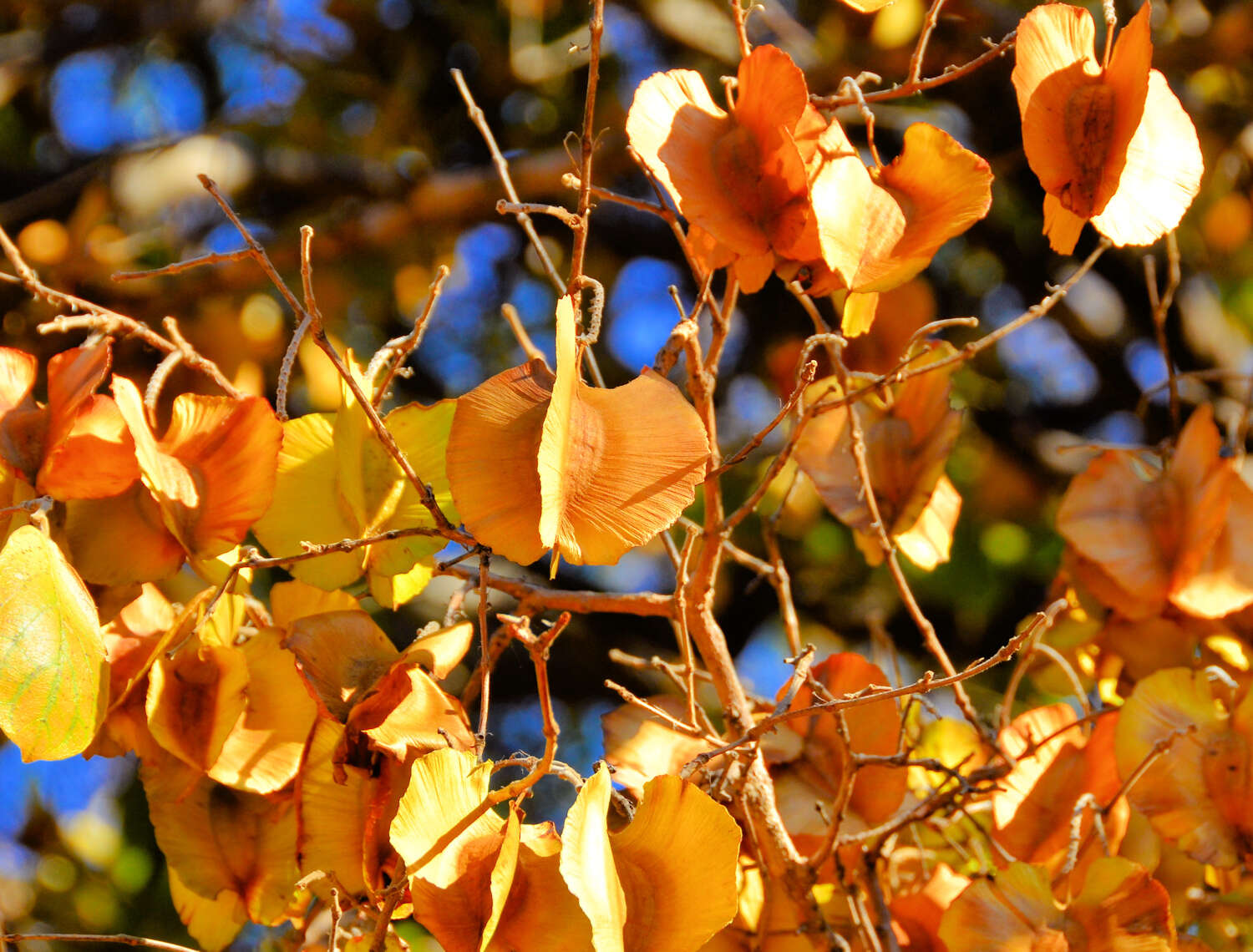 Imagem de Combretum zeyheri Sond.