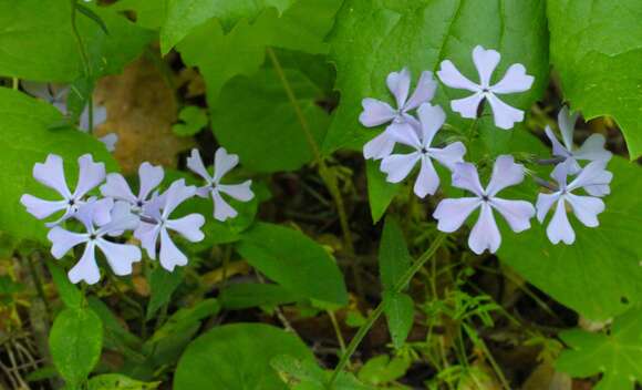 Imagem de Phlox divaricata L.