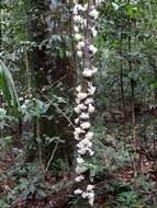 Image of Phaleria clerodendron F. Müll. ex Benth.