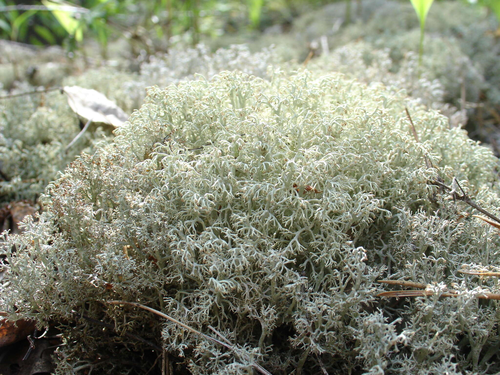 Image de Cladonia arbuscula (Wallr.) Flot.