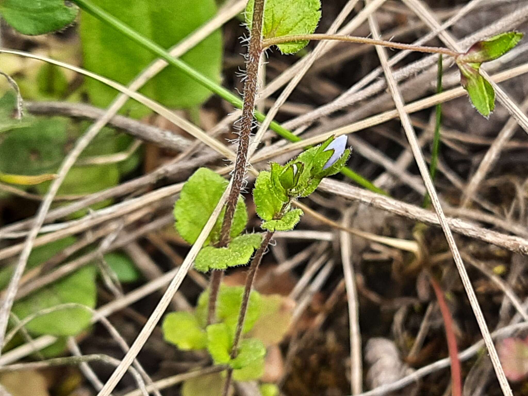 Image of Veronica ceratocarpa C. A. Mey.