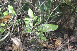 Image of mount lofty daisy-bush