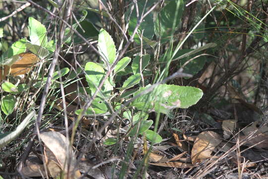 Imagem de Olearia grandiflora Hook.