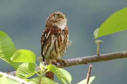 Plancia ëd Glaucidium peruanum König & C 1991