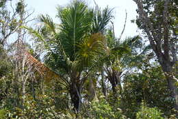 Image of Manarano palm