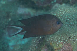 Image of Acanthochromis