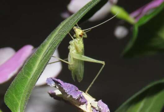 صورة Oecanthus rileyi Baker & C. F. 1905