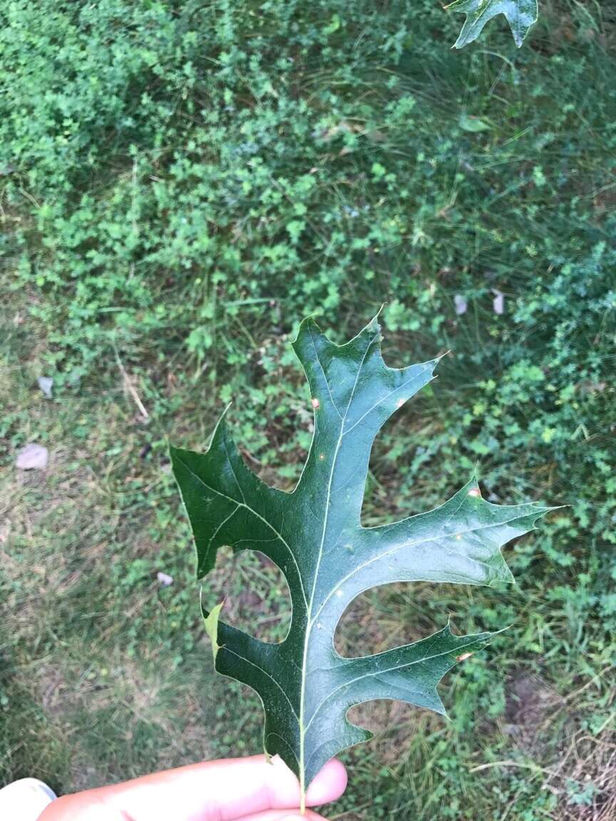 Quercus ellipsoidalis E. J. Hill resmi