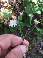 Image of white hawkweed