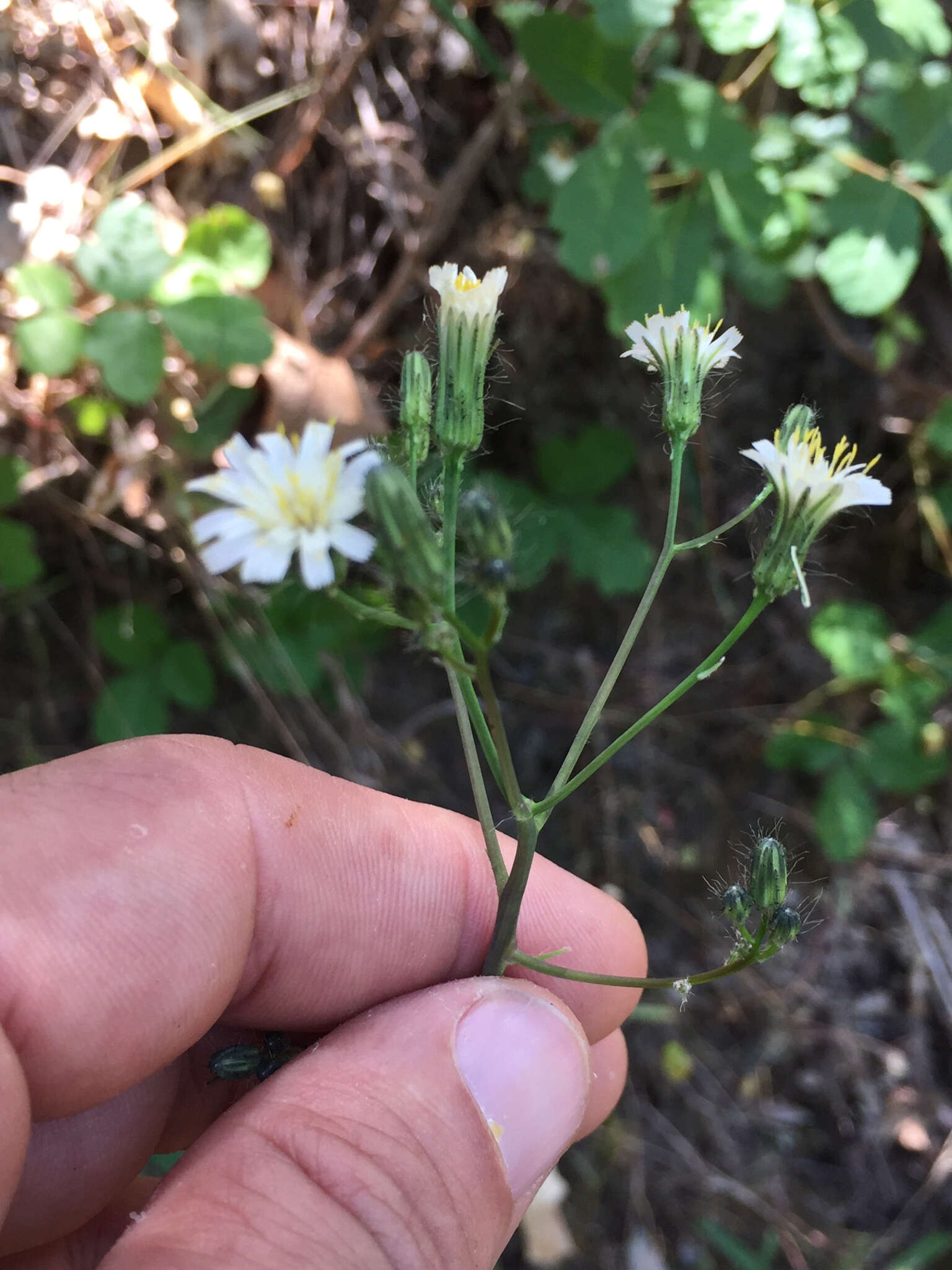 Image de Pilosella albiflora (Hook.) Sch. Bip.