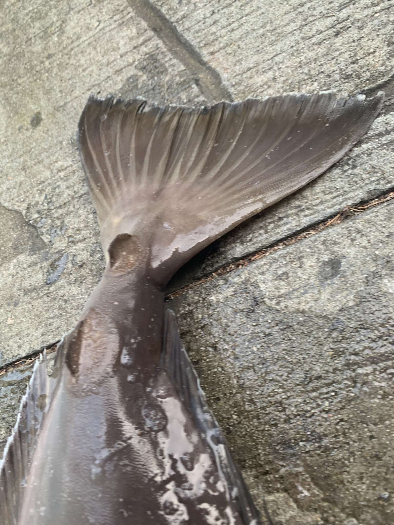 Image of Squarenose Unicornfish